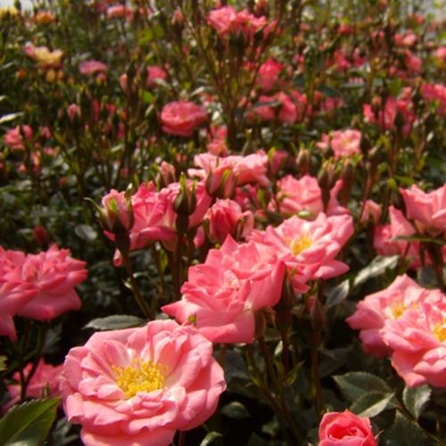 Růžová - Stromková růže s drobnými květy - stromková růže s kompaktním tvarem koruny